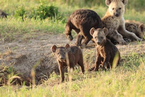 Spotted Hyena Cubs by Their Den. Stock Image - Image of destination ...