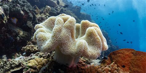 Diving Bunaken - World Class Dive Sites in Indonesia