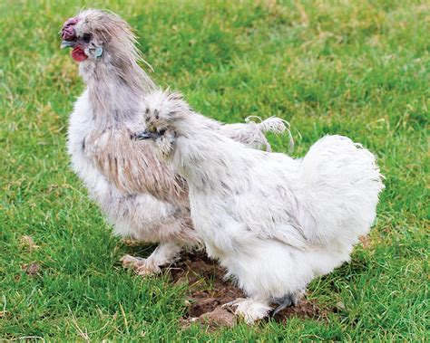 Soie Splash La Ferme De Beaumont Les Poules De Race Naines