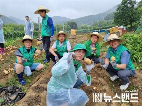 직장·공장새마을운동대전시협의회 농촌희망드림 감자수확 농촌봉사활동 뉴스밴드 가치를 만드는 뉴스