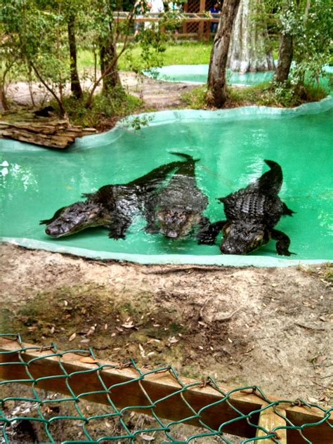 The Egret's Call : Tidbit Tuesdays - Edisto Island Serpentarium