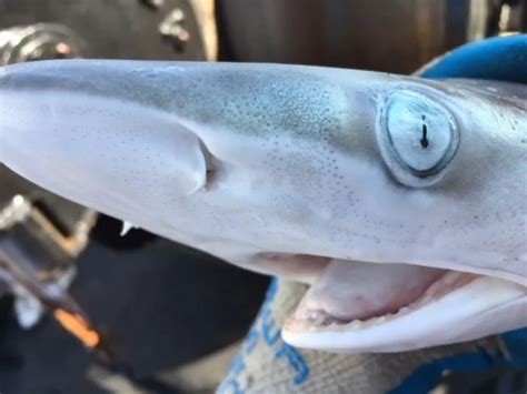 ampullae of Lorenzini – NOAA Teacher at Sea Blog