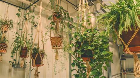 Planting Low-Maintenance Hanging Plants – Slick Garden