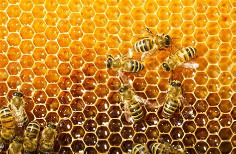 Bees Work On Honeycomb Stock Photo Smaglov 11375845