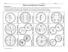 Mitosis flip book template - mazitalian