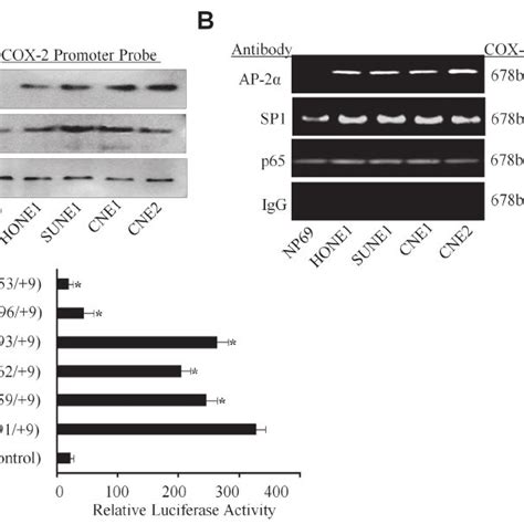 Binding Of Ap To The Cox Promoter In Npc Cells A The Binding Of