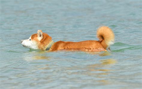 しっぽフェチ必見！柴犬のクルンとした巻き尾 柴犬ライフ [shiba Inu Life]