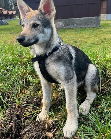 czechoslovakian wolfdog posts reddit