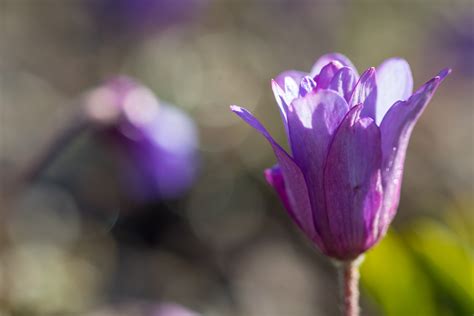 Bakgrundsbilder Fotografi Lila V R Krokus Flora Knopp V R