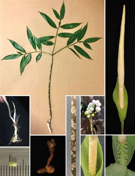 Amorphophallus Opalinus Serebryanyi And Hett A Leaf B Juvenile Tuber