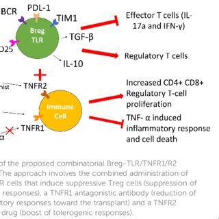 Immune Cell Subsets In Clinical Phenotypes Of Igg Related Disease