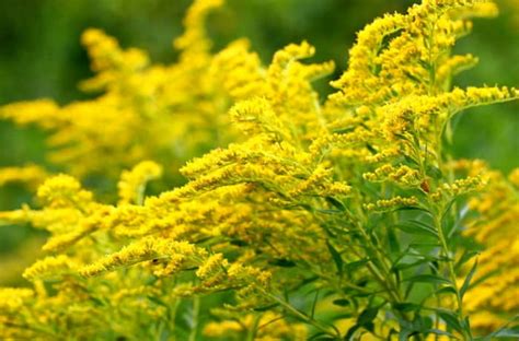 How to Grow Goldenrod for Fall Color - Dengarden