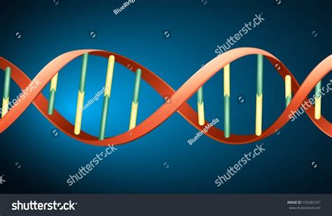 Illustration Deoxyribonucleic Acid Stock Vector (Royalty Free) 155583167