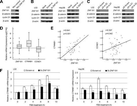 Znf191 Can Positively Regulate β Catenin Expression In Human Hcc Cells Download Scientific