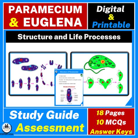 Amoeba Structure And Life Processes Expertuition