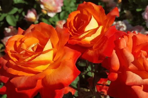 france libre roses victoria