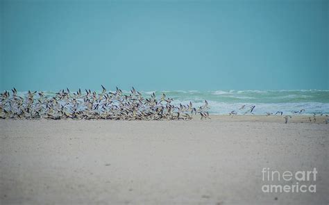 Florida Seagulls Photograph By Walfred Espitia Fine Art America