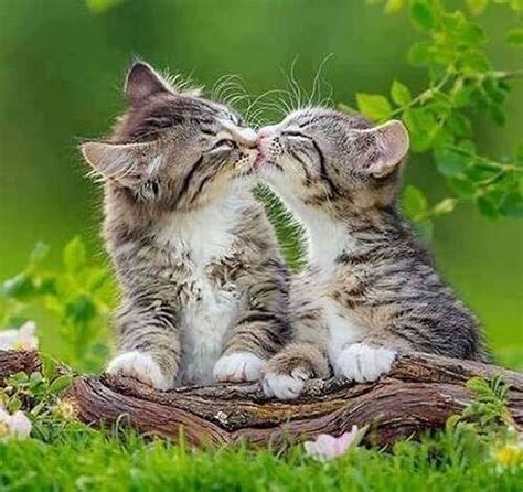 Friendly Kiss Kittens Cats Kiss Animals Friendly Hd Wallpaper