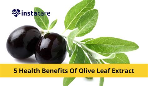 5 Health Benefits Of Olive Leaf Extract