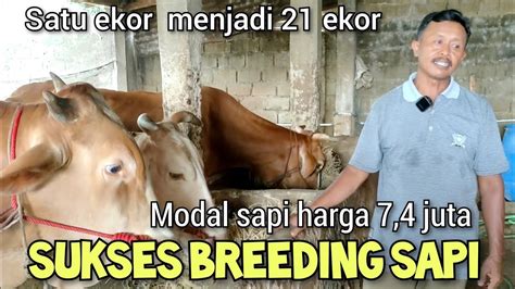 Sukses Breeding Sapi Modal 1 Ekor Menjadi 21 Ekor YouTube