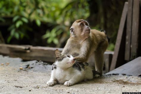 Monkey Massages Cat, And It's Adorable (PHOTOS) | HuffPost