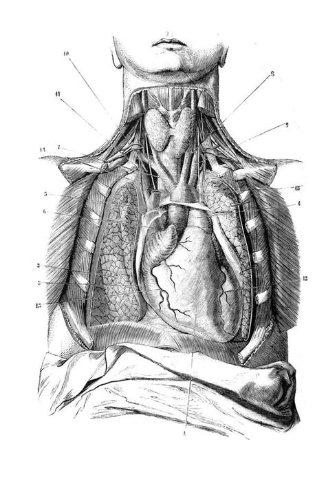 Mediastinum Region In The Old Book D Anatomie Chirurgicale By B Anger