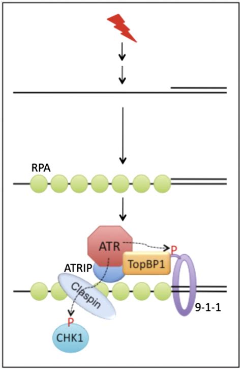 ATRIP From TopBP1 To ATRin Vitro Activation Of A DNA Damage Checkpoint