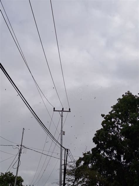 Wires on the Power Tower and a Flock of Birds Flying Stock Photo ...