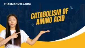 Catabolism of amino acid - Pharmanotes