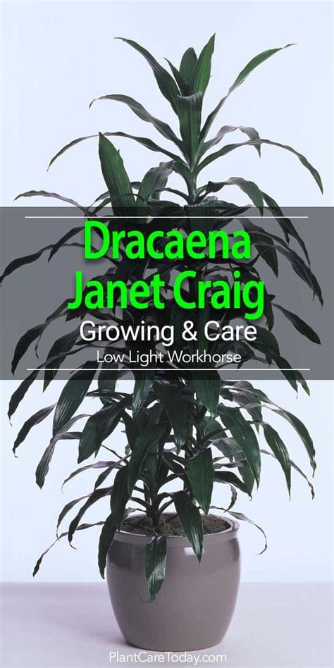 Dracaena Janet Craig Popular Interior Workhorse Used Stand Alone