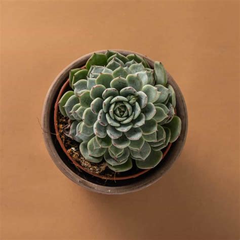 Suculenta Echeveria Nobaranosei La Tienda Del Cactus