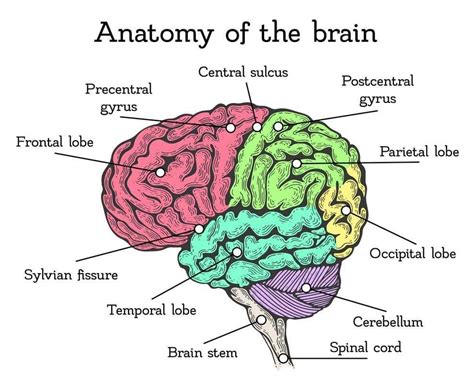 diagram labeled of brain