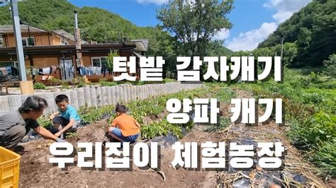 시골일상 브이로그 텃밭 양파 역대급 왜 텃밭 감자캐기 우리집이 체험농장 텃밭농사 Youtube