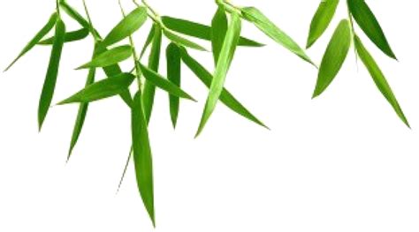 Bamboo Leaf Plant Serenity Nature Decoration PNG