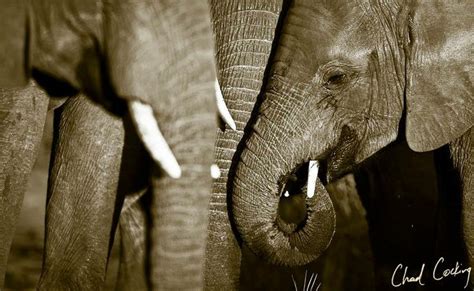 Join us on Facebook as we advocate for ending the ivory trade and ...