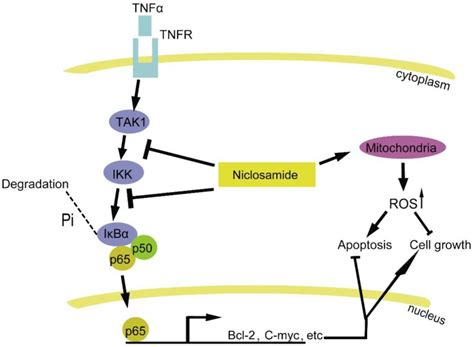 Niclosamide blocks the tumor necrosis factor α TNFα induced I B