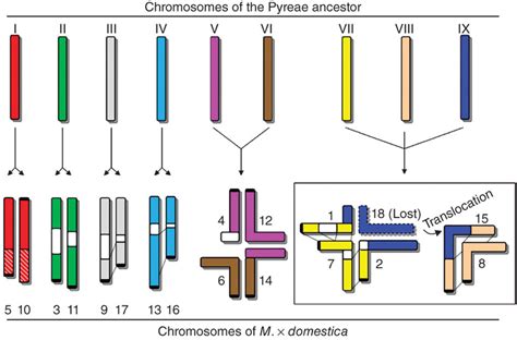 A model explaining the evolution from a 9-chromosome ancestor to the ...