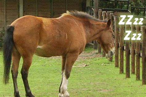 The Reason Horses Sleep Standing Up - Dallas Equestrian Center