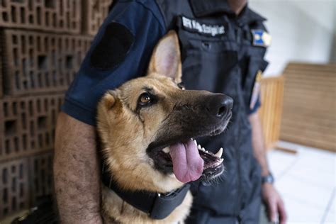 Are German Shepherds Good For Disability