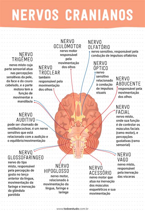 Pares Cranianos E Suas Funções BRAINCP