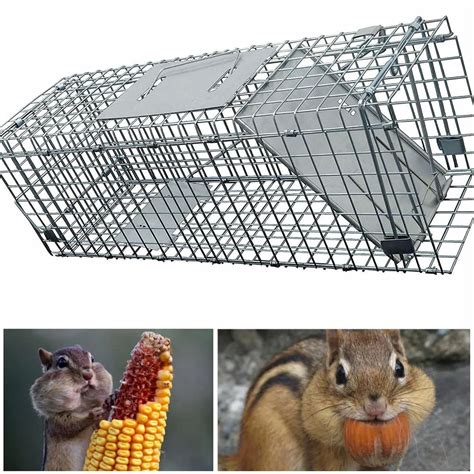 Buy Live Chipmunk Trap 247583inch Large Solid Metal Humane Rat