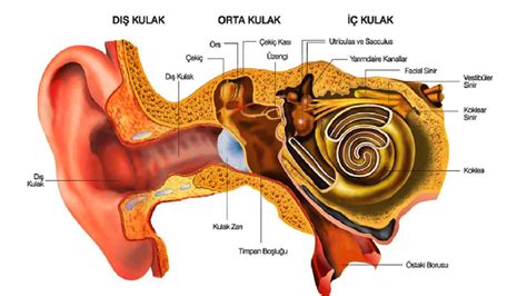 Orta Kulak Ltihab Nedir Nas L Ge Er Belirtileri Nelerdir