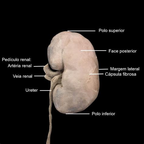 5 Sistema Urinário Anatomia Fisioterapia