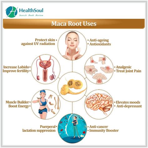 Maca Root Benefits Healthsoul