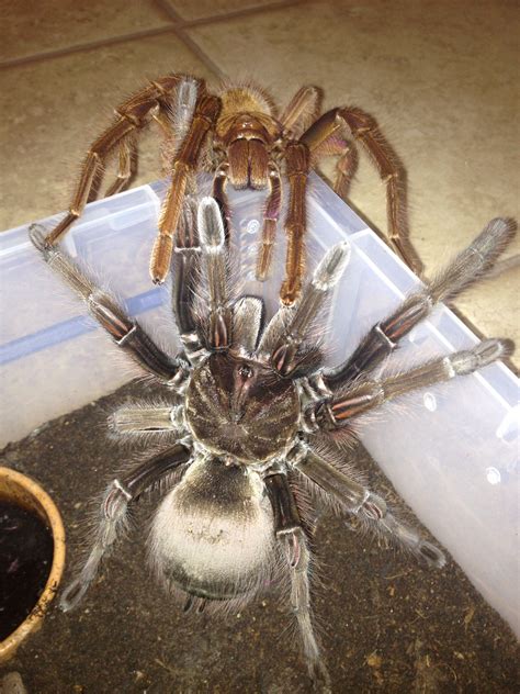 Theraphosa apophysis Pairing 26/1/15 | Spider, Arachnids, Bugs and insects