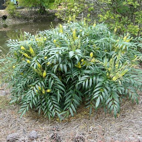 Mahonia Eurybractea Soft Caress