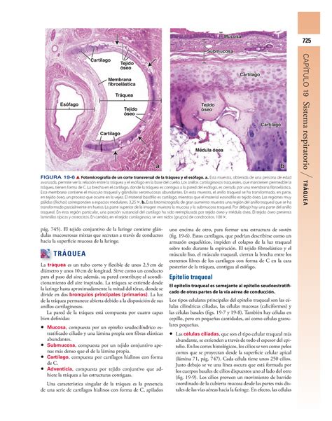 Histolog Ía Ross 7ª SISTEMA RESPIRATORIO Histologia UNT Studocu