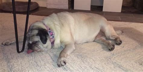 (VIDEO) Sleeping Pug Runs in Her Dreams and How She Shows it is Pure Comedy!