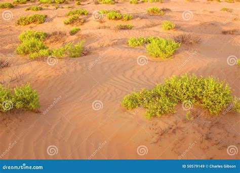 Desert Plants Stock Photo - Image: 50579149