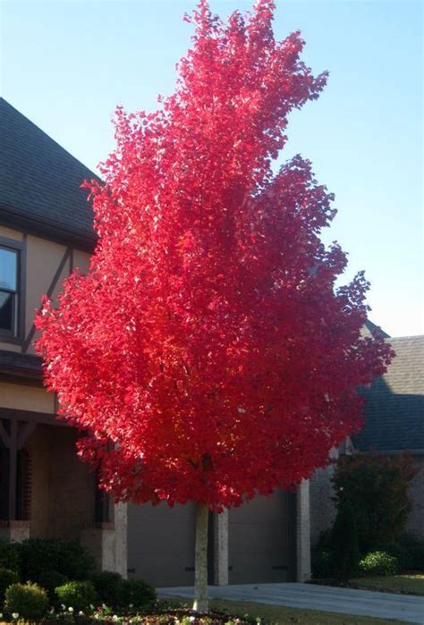 Red Sunset Maple Fall Is The Best Time For Appreciating The Beauty Of